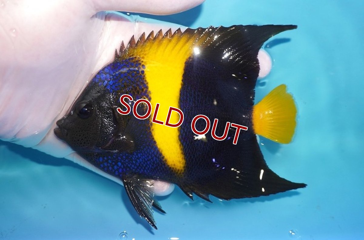 画像1: 【〜9/11発送まで限定！10％OFF・受注後に金額修正致します】【海水魚・ヤッコ】【通販】人工飼料OK♪アズファー（MLサイズ）(個体販売）（±13-14cm）No.1（生体）(海水魚) (1)