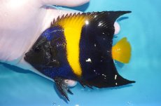 画像1: 【海水魚・ヤッコ】【通販】人工飼料OK♪アズファー（MLサイズ）(個体販売）（±13-14cm）No.1（生体）(海水魚) (1)
