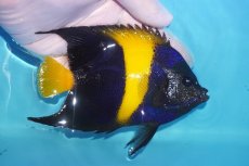 画像2: 【海水魚・ヤッコ】【通販】人工飼料OK♪アズファー（MLサイズ）(個体販売）（±13-14cm）No.1（生体）(海水魚) (2)
