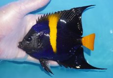 画像1: 【海水魚・ヤッコ】【通販】人工飼料OK♪アズファー（MLサイズ）(個体販売）（±13-14cm）No.2（生体）(海水魚) (1)