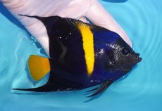 画像2: 【海水魚・ヤッコ】【通販】人工飼料OK♪アズファー（MLサイズ）(個体販売）（±13-14cm）No.2（生体）(海水魚) (2)