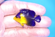 画像1: 【海水魚・ヤッコ】【通販】状態良好♪スミレヤッコ（Sサイズ）(個体販売）（±4cm）No.1（生体）(海水魚) (1)