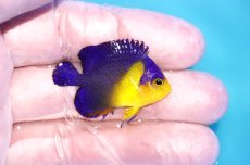 画像2: 【海水魚・ヤッコ】【通販】状態良好♪スミレヤッコ（Sサイズ）(個体販売）（±4cm）No.1（生体）(海水魚) (2)