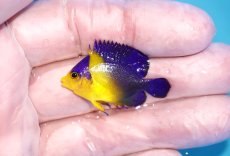 画像1: 【海水魚・ヤッコ】【通販】冷凍ブラインOK♪スミレヤッコ（Sサイズ）(個体販売）（±3.5-4ｃｍ）No.2（生体）(海水魚) (1)