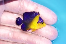 画像2: 【海水魚・ヤッコ】【通販】冷凍ブラインOK♪スミレヤッコ（Sサイズ）(個体販売）（±3.5-4ｃｍ）No.2（生体）(海水魚) (2)