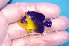 画像1: 【海水魚・ヤッコ】【通販】冷凍ブラインOK♪スミレヤッコ（Sサイズ）(個体販売）（±4cm）No.3（生体）(海水魚) (1)