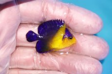 画像2: 【海水魚・ヤッコ】【通販】冷凍ブラインOK♪スミレヤッコ（Sサイズ）(個体販売）（±4cm）No.3（生体）(海水魚) (2)