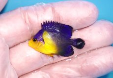 画像1: 【海水魚・ヤッコ】【通販】状態良好♪スミレヤッコ（Sサイズ）(個体販売）（±3.5-4ｃｍ）No.4（生体）(海水魚) (1)