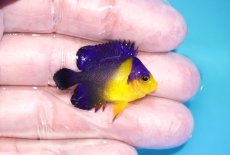 画像2: 【海水魚・ヤッコ】【通販】状態良好♪スミレヤッコ（Sサイズ）(個体販売）（±3.5-4ｃｍ）No.4（生体）(海水魚) (2)