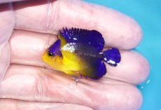 画像1: 【海水魚・ヤッコ】【通販】状態良好♪スミレヤッコ（Sサイズ）(個体販売）（±4cm）No.5（生体）(海水魚) (1)