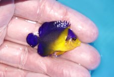 画像2: 【海水魚・ヤッコ】【通販】状態良好♪スミレヤッコ（Sサイズ）(個体販売）（±4cm）No.5（生体）(海水魚) (2)