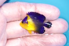 画像1: 【海水魚・ヤッコ】【通販】状態良好♪スミレヤッコ（Sサイズ）(個体販売）（±3.5-4ｃｍ）No.6（生体）(海水魚) (1)