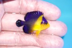 画像2: 【海水魚・ヤッコ】【通販】状態良好♪スミレヤッコ（Sサイズ）(個体販売）（±3.5-4ｃｍ）No.6（生体）(海水魚) (2)