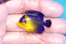 画像1: 【海水魚・ヤッコ】【通販】人工飼料OK♪スミレヤッコ（Sサイズ）(個体販売）（±4cm）No.7（生体）(海水魚) (1)