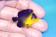 画像2: 【海水魚・ヤッコ】【通販】人工飼料OK♪スミレヤッコ（Sサイズ）(個体販売）（±4cm）No.7（生体）(海水魚) (2)