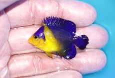 画像1: 【海水魚・ヤッコ】【通販】状態良好♪スミレヤッコ（Sサイズ）(個体販売）（±4-4.5cm）No.8（生体）(海水魚) (1)