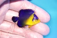 画像2: 【海水魚・ヤッコ】【通販】状態良好♪スミレヤッコ（Sサイズ）(個体販売）（±4-4.5cm）No.8（生体）(海水魚) (2)