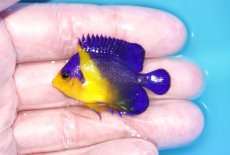 画像1: 【海水魚・ヤッコ】【通販】人工飼料OK♪スミレヤッコ（Sサイズ）(個体販売）（±4.5cm）No.9（生体）(海水魚) (1)