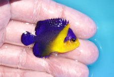 画像2: 【海水魚・ヤッコ】【通販】人工飼料OK♪スミレヤッコ（Sサイズ）(個体販売）（±4.5cm）No.9（生体）(海水魚) (2)