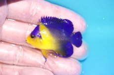 画像1: 【海水魚・ヤッコ】【通販】状態良好♪スミレヤッコ（Sサイズ）(個体販売）（±4.5cm）No.10（生体）(海水魚) (1)