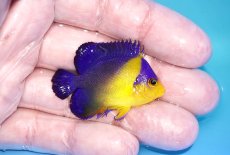 画像2: 【海水魚・ヤッコ】【通販】状態良好♪スミレヤッコ（Sサイズ）(個体販売）（±4.5cm）No.10（生体）(海水魚) (2)