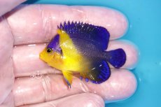 画像1: 【海水魚・ヤッコ】【通販】冷凍ブラインOK♪スミレヤッコ（SMサイズ）(個体販売）（±5ｃｍ）No.11（生体）(海水魚) (1)