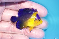 画像2: 【海水魚・ヤッコ】【通販】冷凍ブラインOK♪スミレヤッコ（SMサイズ）(個体販売）（±5ｃｍ）No.11（生体）(海水魚) (2)