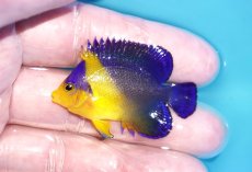 画像1: 【海水魚・ヤッコ】【通販】状態良好♪スミレヤッコ（SMサイズ）(個体販売）（±5ｃｍ）No.12（生体）(海水魚) (1)