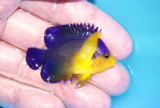 画像2: 【海水魚・ヤッコ】【通販】状態良好♪スミレヤッコ（SMサイズ）(個体販売）（±5ｃｍ）No.12（生体）(海水魚) (2)