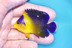 画像1: 【海水魚・ヤッコ】【通販】冷凍ブラインOK♪スミレヤッコ（Mサイズ）(個体販売）（±6ｃｍ）No.13（生体）(海水魚) (1)