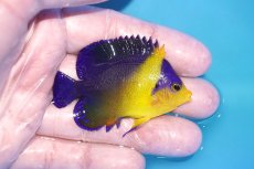 画像2: 【海水魚・ヤッコ】【通販】冷凍ブラインOK♪スミレヤッコ（Mサイズ）(個体販売）（±6ｃｍ）No.13（生体）(海水魚) (2)