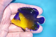 画像1: 【海水魚・ヤッコ】【通販】冷凍ブラインOK♪スミレヤッコ（Mサイズ）(個体販売）（±7cm）No.14（生体）(海水魚) (1)