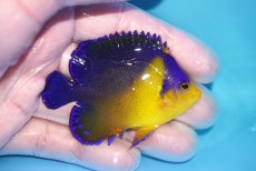 画像2: 【海水魚・ヤッコ】【通販】冷凍ブラインOK♪スミレヤッコ（Mサイズ）(個体販売）（±7cm）No.14（生体）(海水魚) (2)