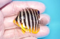 画像1: 【海水魚・ヤッコ】【通販】状態良好♪シマヤッコ（SMサイズ）(個体販売）（±5ｃｍ）No.1（生体）(海水魚) (1)