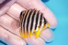 画像2: 【海水魚・ヤッコ】【通販】状態良好♪シマヤッコ（SMサイズ）(個体販売）（±5ｃｍ）No.1（生体）(海水魚) (2)