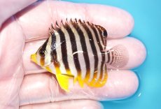 画像1: 【海水魚・ヤッコ】【通販】状態良好♪シマヤッコ（SMサイズ）(個体販売）（±5.5cm）No.2（生体）(海水魚) (1)