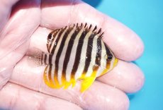 画像2: 【海水魚・ヤッコ】【通販】状態良好♪シマヤッコ（SMサイズ）(個体販売）（±5.5cm）No.2（生体）(海水魚) (2)