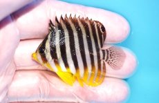 画像1: 【海水魚・ヤッコ】【通販】状態良好♪シマヤッコ（SMサイズ）(個体販売）（±5.5cm）No.3（生体）(海水魚) (1)