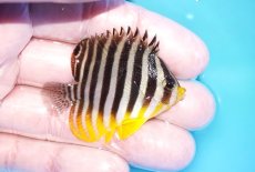 画像2: 【海水魚・ヤッコ】【通販】状態良好♪シマヤッコ（SMサイズ）(個体販売）（±5.5cm）No.3（生体）(海水魚) (2)