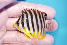 画像1: 【海水魚・ヤッコ】【通販】状態良好♪シマヤッコ（SMサイズ）(個体販売）（±5.5cm）No.4（生体）(海水魚) (1)