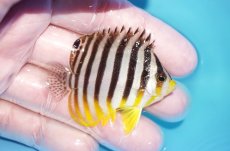 画像2: 【海水魚・ヤッコ】【通販】状態良好♪シマヤッコ（SMサイズ）(個体販売）（±5.5cm）No.4（生体）(海水魚) (2)