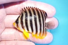 画像1: 【海水魚・ヤッコ】【通販】状態良好♪シマヤッコ（Mサイズ）(個体販売）（±6ｃｍ）No.5（生体）(海水魚) (1)