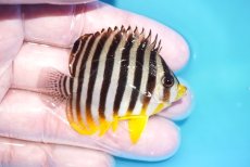 画像2: 【海水魚・ヤッコ】【通販】状態良好♪シマヤッコ（Mサイズ）(個体販売）（±6ｃｍ）No.5（生体）(海水魚) (2)