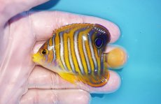 画像1: 【海水魚・ヤッコ】【通販】状態良好♪ニシキヤッコ（SMサイズ）(個体販売）（±7cm）No.1（生体）(海水魚) (1)