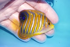 画像2: 【海水魚・ヤッコ】【通販】状態良好♪ニシキヤッコ（SMサイズ）(個体販売）（±7cm）No.1（生体）(海水魚) (2)