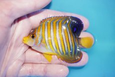 画像1: 【海水魚・ヤッコ】【通販】状態良好♪ニシキヤッコ（SMサイズ）(個体販売）（±8cm）No.2（生体）(海水魚) (1)