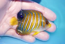 画像2: 【海水魚・ヤッコ】【通販】状態良好♪ニシキヤッコ（SMサイズ）(個体販売）（±8cm）No.2（生体）(海水魚) (2)
