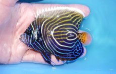 画像1: 【海水魚・ヤッコ】【通販】人工飼料OK♪ウズキン（Mサイズ）(個体販売）（±9.5cm）No.1（生体）(海水魚) (1)