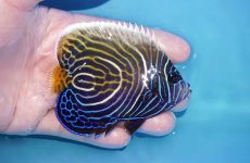 画像2: 【海水魚・ヤッコ】【通販】人工飼料OK♪ウズキン（Mサイズ）(個体販売）（±9.5cm）No.1（生体）(海水魚) (2)