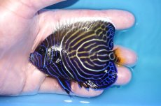 画像1: 【海水魚・ヤッコ】【通販】人工飼料OK♪ウズキン（Mサイズ）(個体販売）（±9cm）No.2（生体）(海水魚) (1)